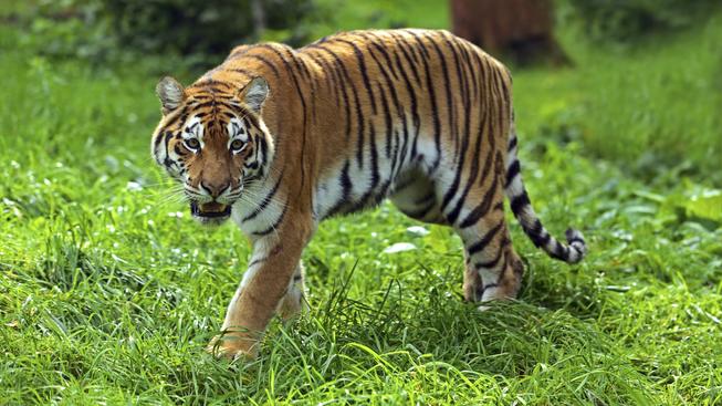 Zvířata - druhý svět - Masožravci